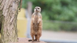 Ein Erdmännchen