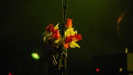 Animal Alpha in Köln 2006