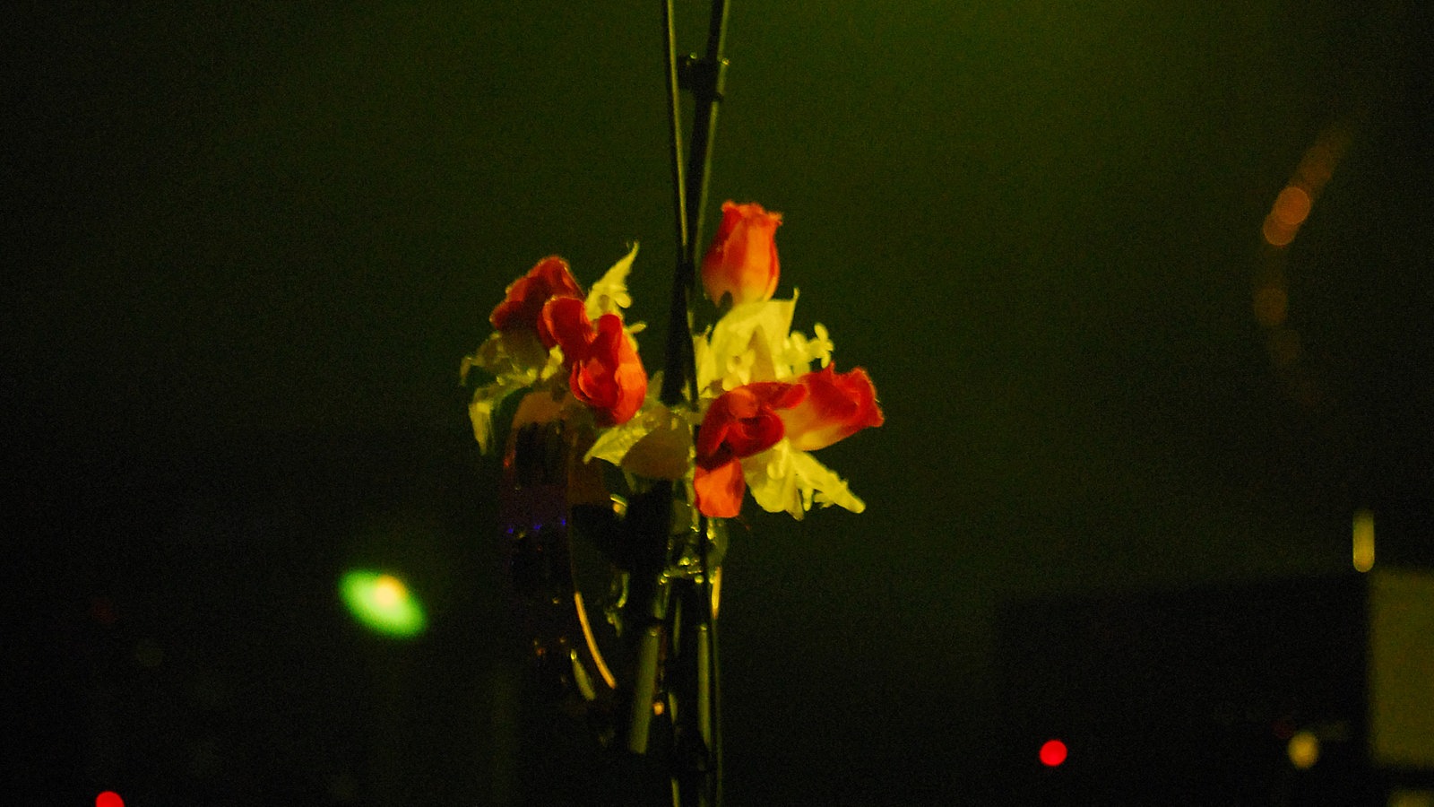 Animal Alpha in Köln 2006