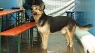 Hund im Backstagebereich beim Haldern Pop Festival 2006