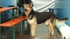Hund im Backstagebereich beim Haldern Pop Festival 2006