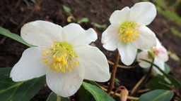 Christrosen (Weiß)