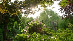 Ein prachtvoller, grüner Garten. Im Hintergrund geht die Sonne unter.