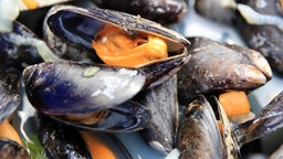 Miesmuscheln im Labortest