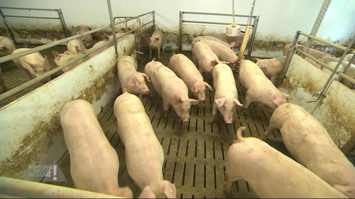 Schweine im Koben