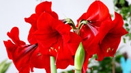 Weihnachtspflanzen - Amaryllis