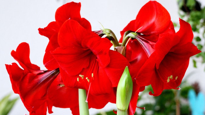 Weihnachtspflanzen - Amaryllis