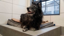 Hund mit schwarzem langem Fell liegt auf einem grauen Kissen 