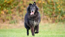 Ein großer schwarzer Hund läuft hechelnd über eine Wiese