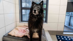 Hund mit schwarzem langem Fell steht auf einem grauen Kissen 