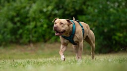 Hund mit beigefarbenem Fell und blauem Geschirr auf einer Wiese 