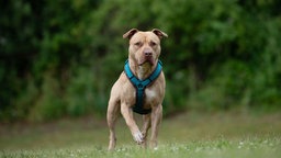 Hund mit beigefarbenem Fell und blauem Geschirr auf einer Wiese 