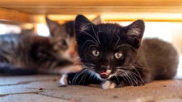 Ein schwarzes Kitten im Vordergrund und ein getigertes im Hintergrund 