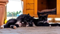 Eine Katze und ihre Kitten liegen auf einem Boden 