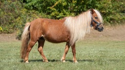 Pferd mit fuchsfarbenem Fell und blonder Mähne steht seitlich auf einer Wiese 