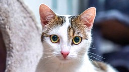 Katze mit weißem Fell und getigerten Flecken in Nahaufnahme 