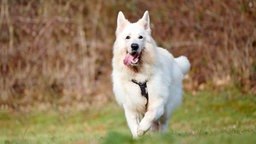Großer weißer Hund läuft hechelnd über eine Wiese 