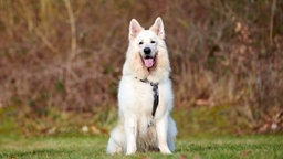 Großer weißer Hund sitzt hechelnd auf einer Wiese 