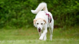 Großer Hund mit weiß-beigefarbenem Fell geduckt auf einer Wiese 
