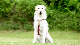 Großer Hund mit weiß-beigefarbenem Fell auf einer Wiese 