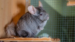 Ein graues Chinchilla sitzt in einem Käfig 