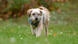Beigefarbener Hund mit lockigem Fell auf einer Wiese 
