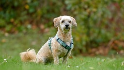 Beigefarbener Hund mit lockigem Fell sitzt auf einer Wiese 