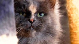 Katze mit langem blau-cremefarbenen Fell und grünen Augen 