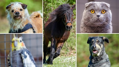 Collage aus fünf Tierbildern: In der Mitte ein rennendes Pferd, außerdem zwei Hunde, eine Katze und ein Nymphensittich