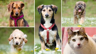 Bildcollage auf den Fotos von vier Hunden und einer Katze