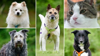 Collage aus den Fotos von vier Hunden und einer Katze