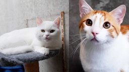 Collage einer weißen und einer rot-weißen Katze 