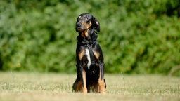 Hündin mit schwarz-braunem Fell sitzt auf einer Wiese und schaut seitlich  