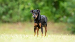 Hündin mit schwarz-braunem Fell auf einer Wiese 