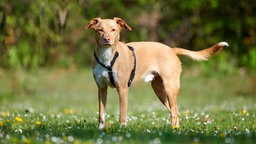 Schlanker brauner Hund mit weißem Fell steht auf einer Wiese und schaut in die Kamera