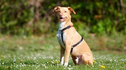 Schlanker brauner Hund mit weißem Fell sitzt aufrecht auf einer Wiese und schaut zur Seite in die Kamera