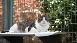 Weiß-brauer Kater liegt entspannt im vergitterten Außenbereich des Katzenzimmers und döst vor sich hin