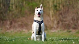 Hund mit beigefarbenem Fell hechelnd auf einer Wiese 