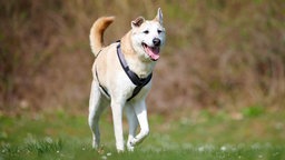 Hund mit beigefarbenem Fell hechelnd auf einer Wiese 
