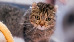 Kleine getigerte Katze in Nahaufnahme