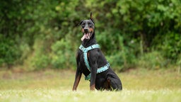 Großer Hund mit schwarz-rotem Fell und blauem Geschirr auf einer Wiese 