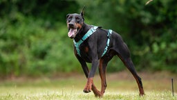 Großer Hund mit schwarz-rotem Fell hechelnd auf einer Wiese 