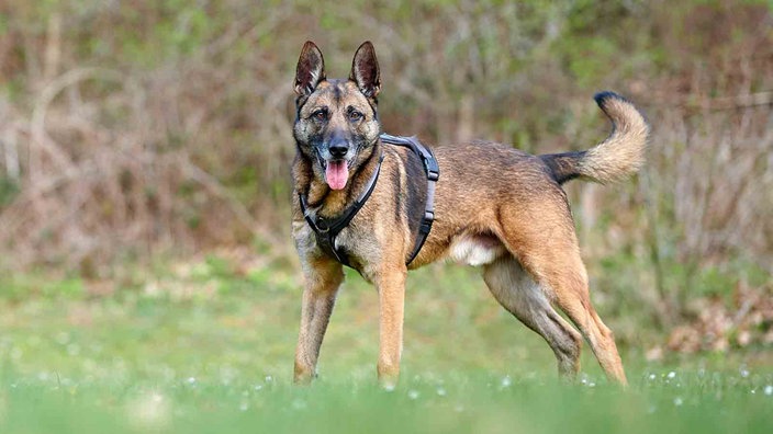 Hund mit braun-schwarzem Fell steht hechelnd auf einer Wiese  
