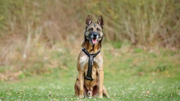 Hund mit schwarz-braunem Fell hechelnd auf einer Wiese 