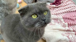 Dunkelgraue Katze mit gelb-grünen Augen in Nahaufnahme 
