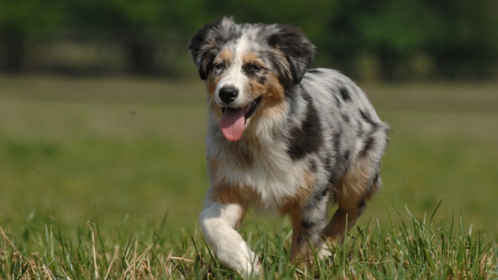 Ein Hund mit dreifarbigem Fell läuft hechelnd über eine Wiese 