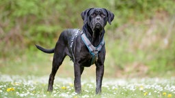Schwarze Hündin mit kräftigem Körperbau und kurzem Fell steht auf einer Wiese und schaut aufmerksam in Richtung Kamera