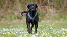 Schwarze Hündin mit kräftigem Körperbau und kurzem Fell trabt über eine Blumenwiese auf die Kamera zu