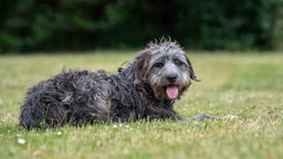 Hund mit wuscheligem grau-weißem Fell liegt hechelnd auf einer Wiese  