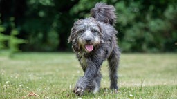 Hund mit wuscheligem grau-weißem Fell steht mit überkreuzten Beinen auf einer Wiese 